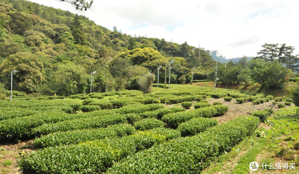 喝茶的故事：台湾冻顶乌龙茶，“高冷”的茶中之圣！