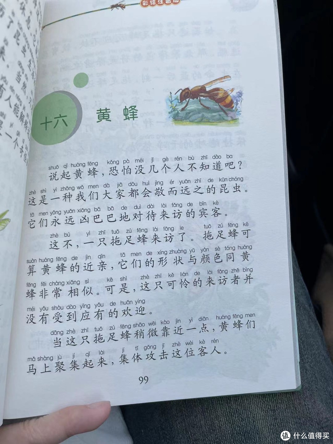 昆虫记黄翅飞蝗泥蜂图片