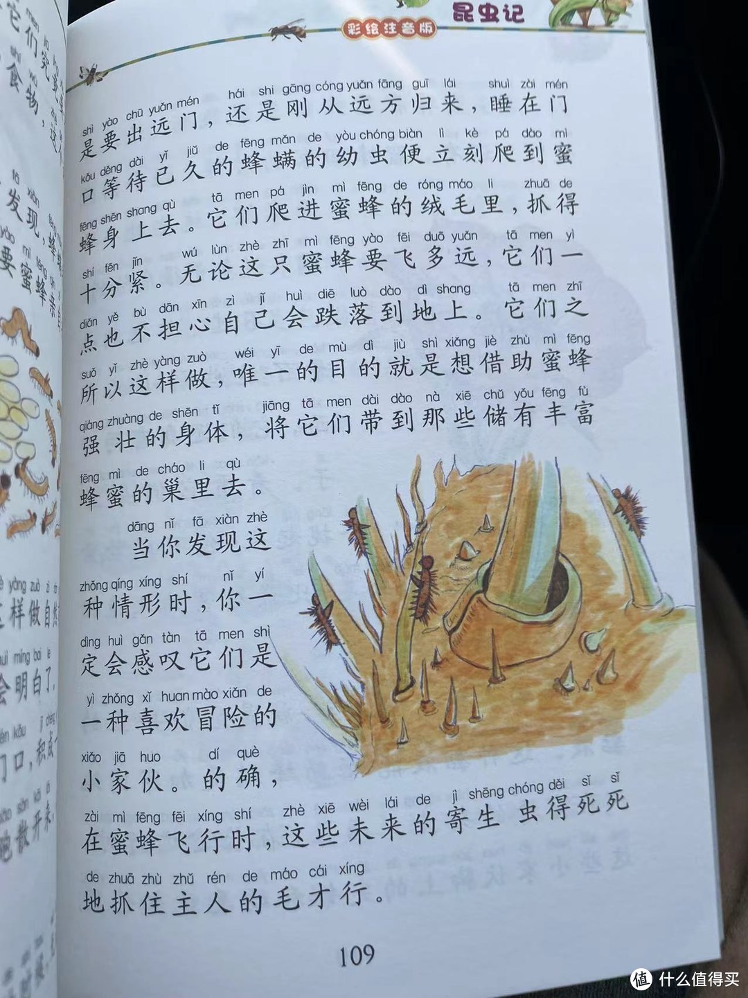 和娃一起读《昆虫记》之喜好冒险的蜂螨