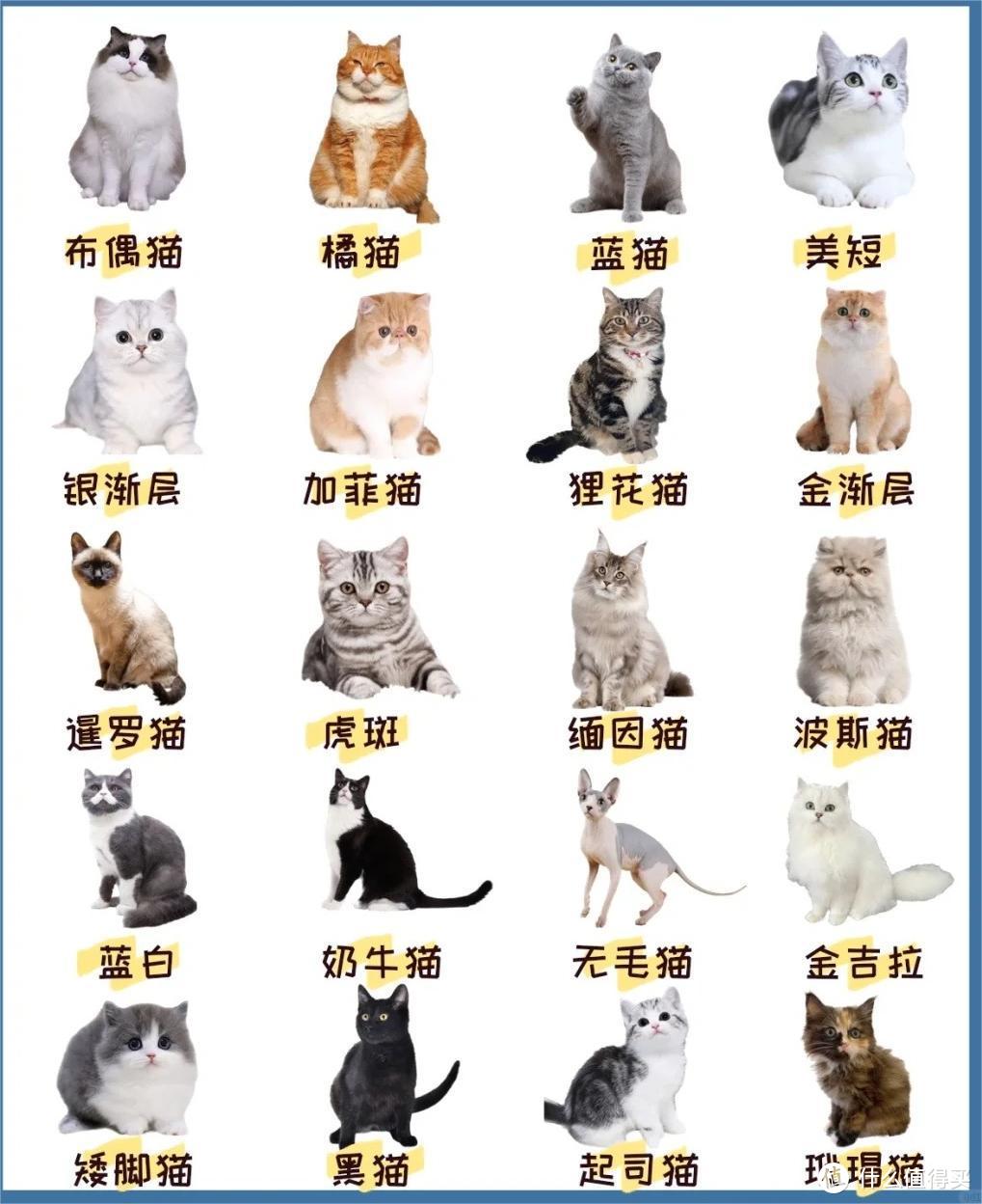 除了猫和狗，我们还能养哪些宠物？