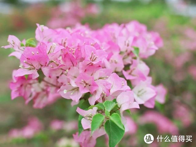 4月，三角梅就得“用心管”，越管越旺，越管越开花