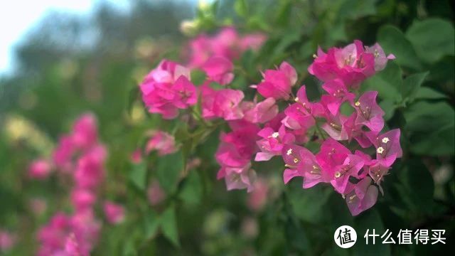 4月，三角梅就得“用心管”，越管越旺，越管越开花