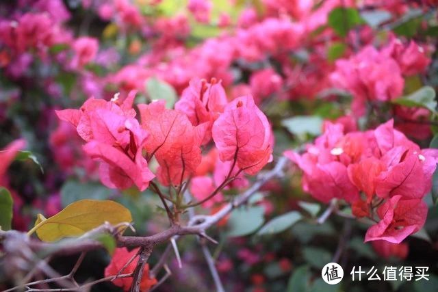 4月，三角梅就得“用心管”，越管越旺，越管越开花