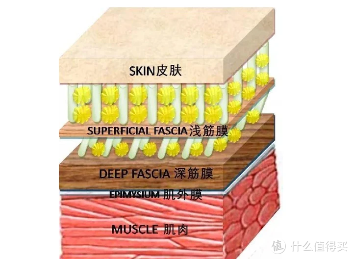 ​筋膜枪的十大品牌：2024年十大强悍品牌汇总