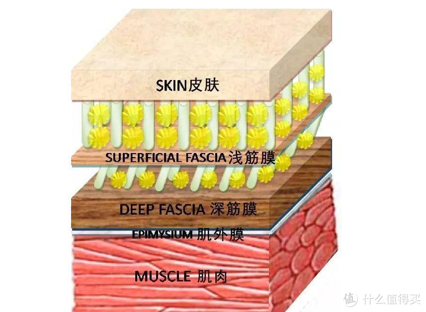 筋膜枪哪个牌子好？五大热销爆品深度测评