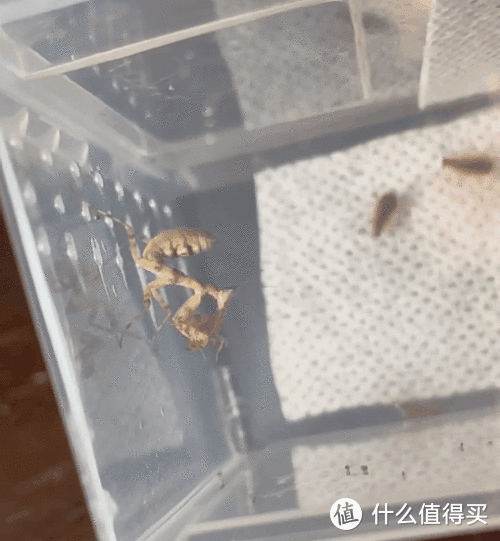 《弗洛尔的螳螂饲养技术纲要》