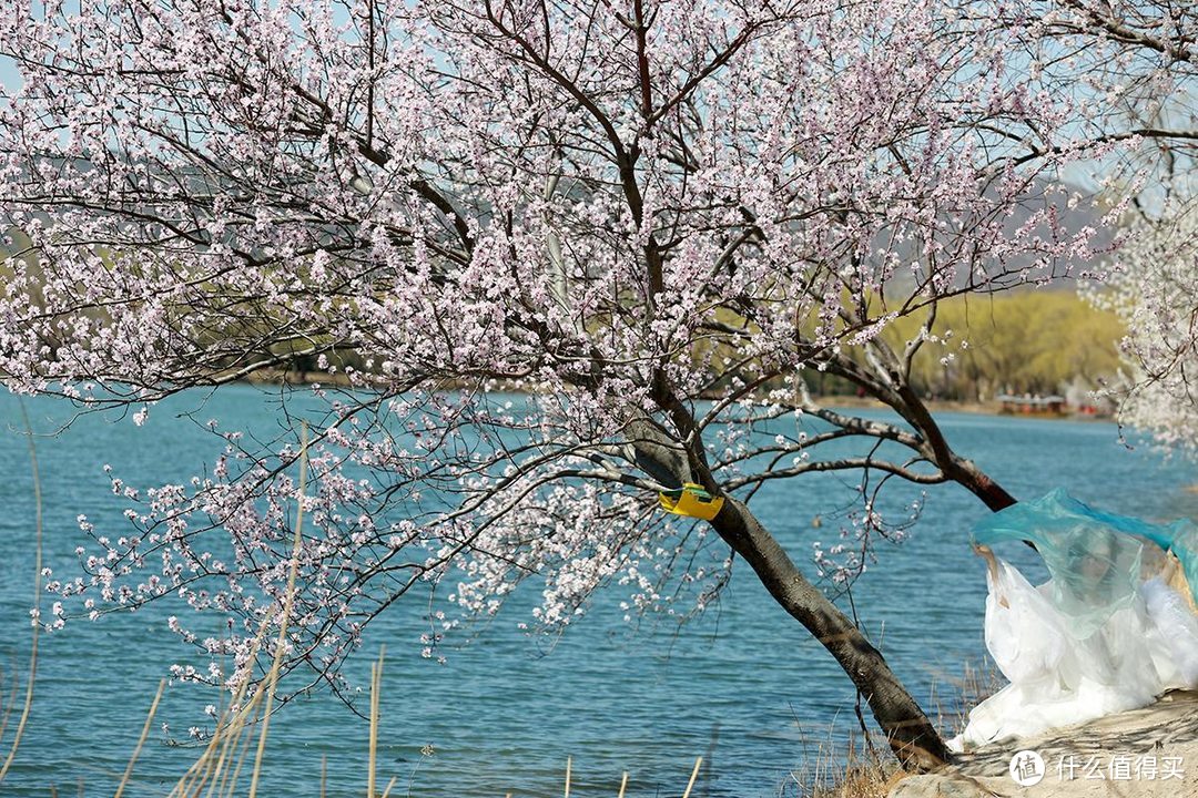 一镜走天下，春天的颐和园西堤是外景拍摄的首选