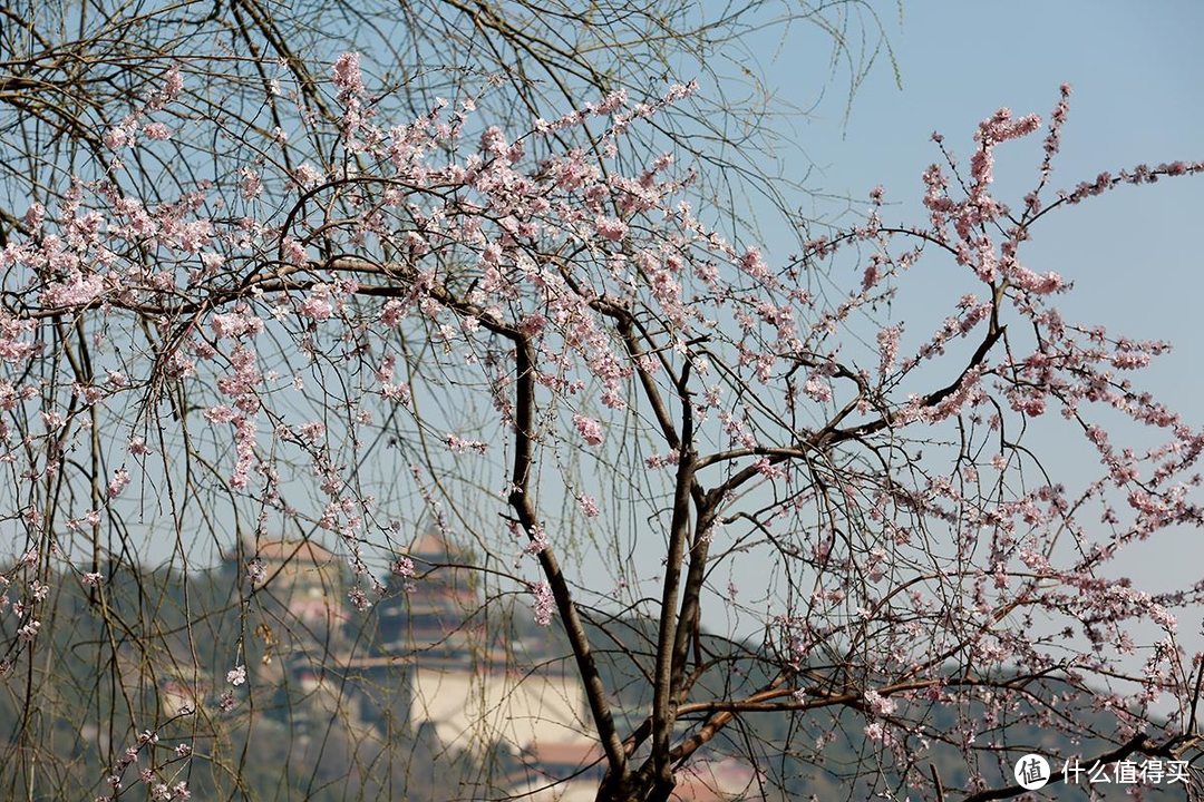 一镜走天下，春天的颐和园西堤是外景拍摄的首选