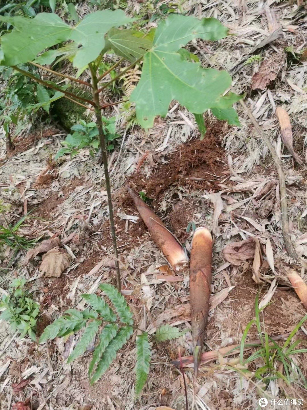 春天的山珍野味，雨后的山笋，搞上一斤五花肉，怎么吃都嘎嘎香！