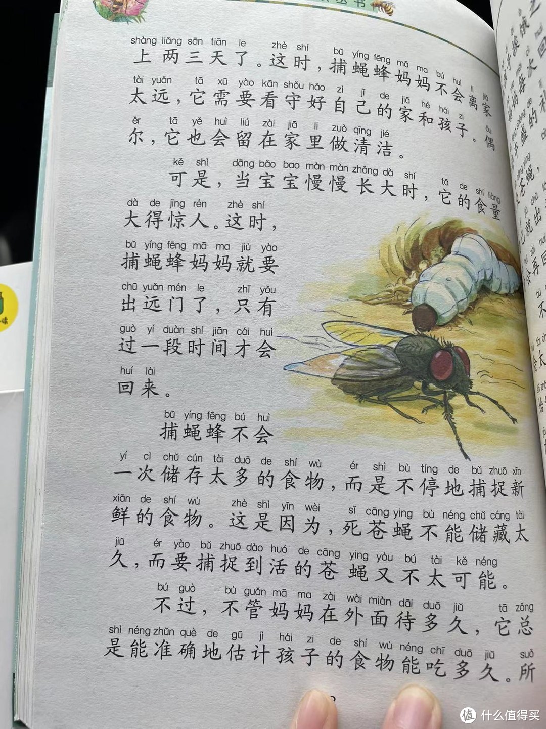 和娃一起读《昆虫记》之捕蝇蜂