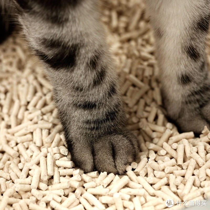 选择猫砂需要注意什么