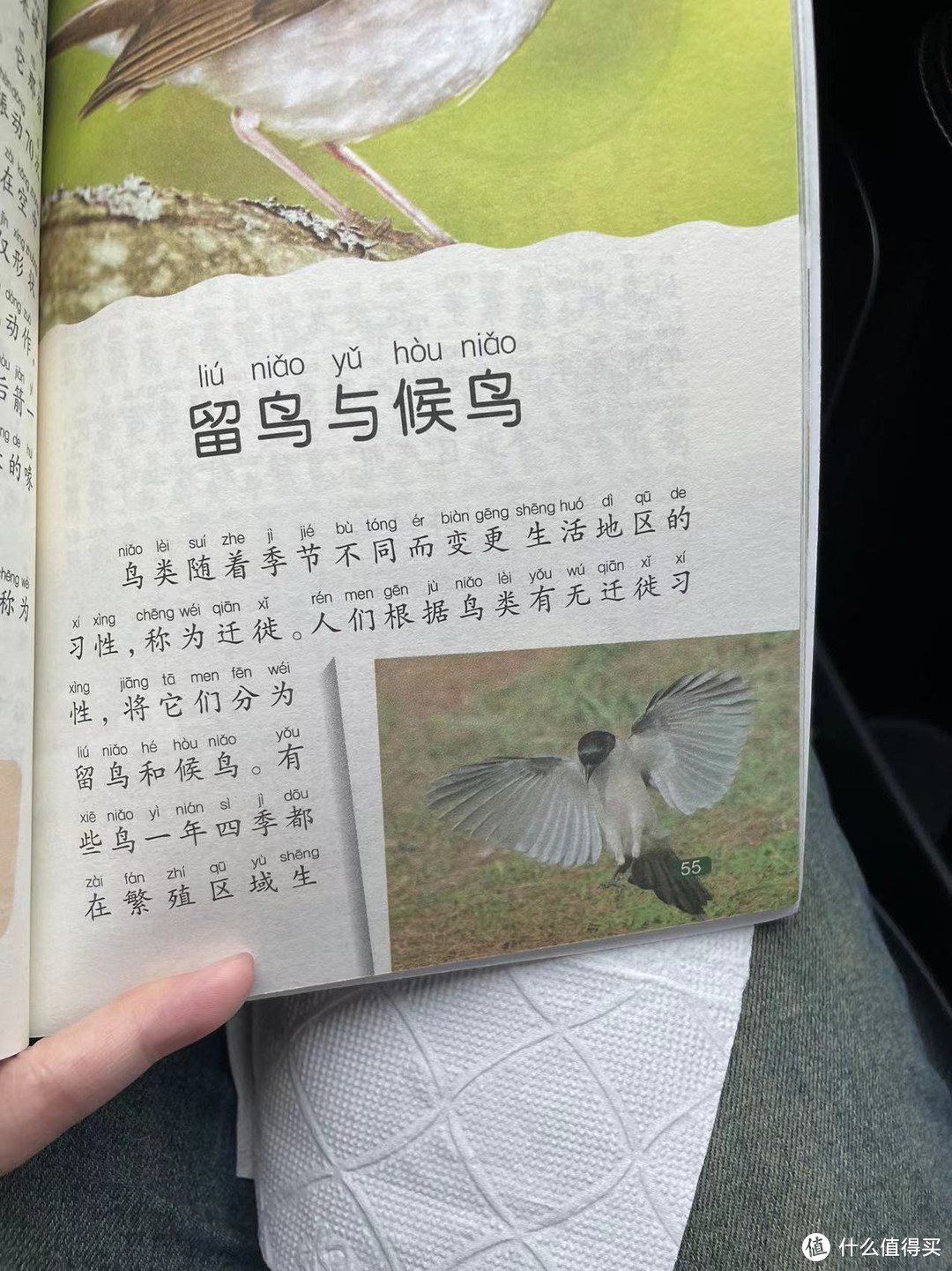 中国孩子的百科全书之留鸟与候鸟