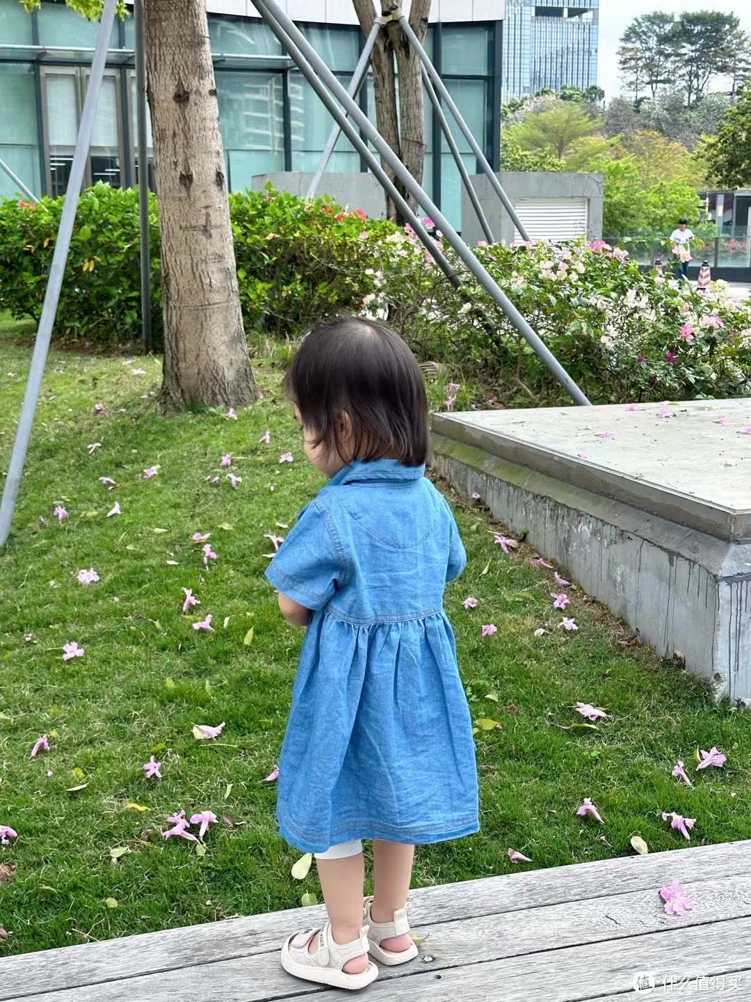 萌娃过春天，在公园里面看三角梅。