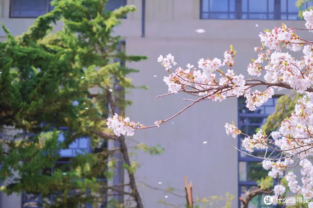 她就是春天最浪漫城市，不接受反驳