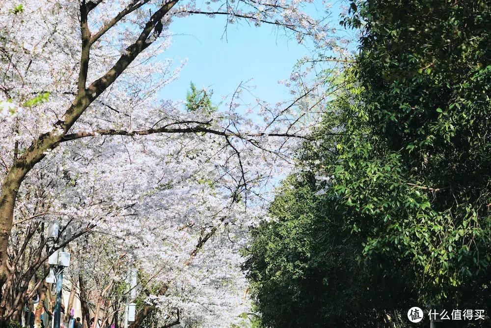 她就是春天最浪漫城市，不接受反驳