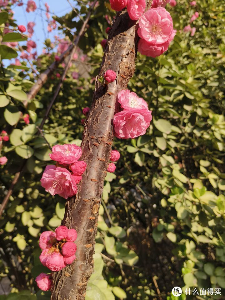 春天来啦，带孩子去认识花吧~