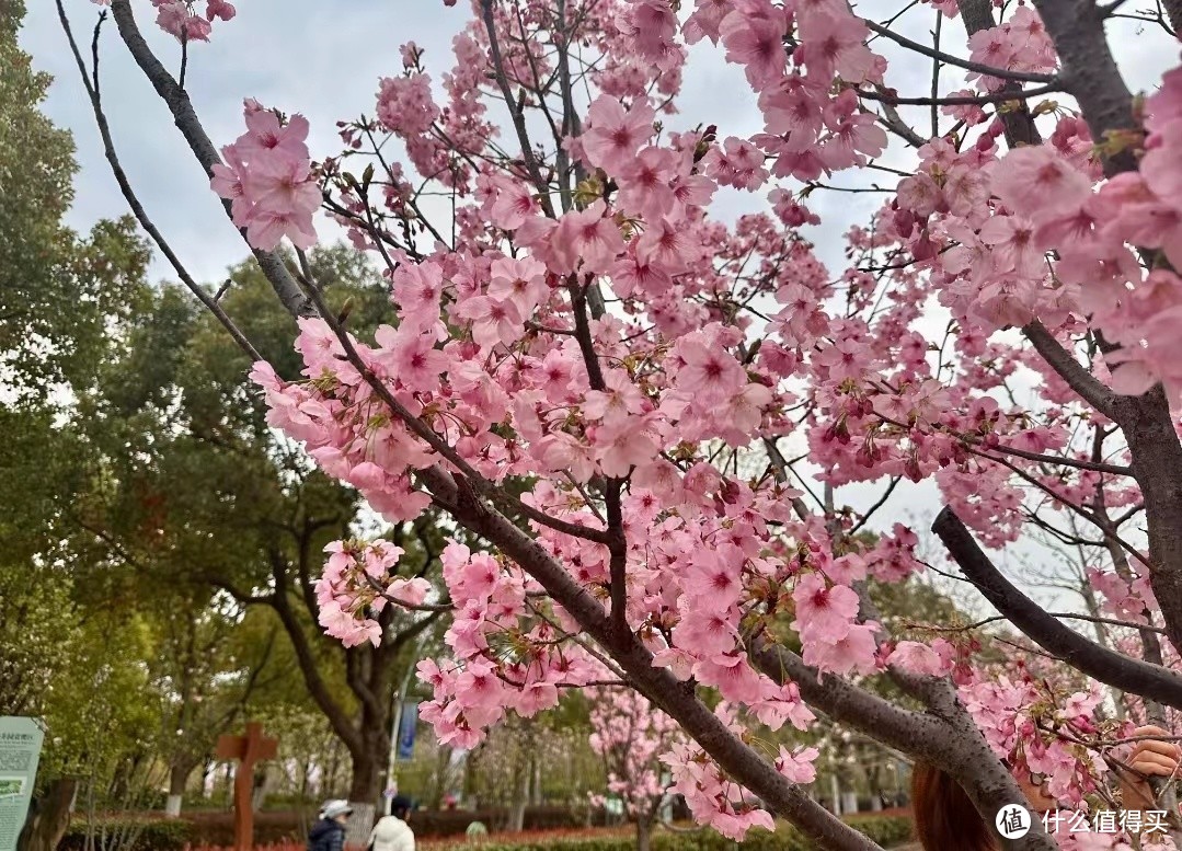 春暖花开赏樱花