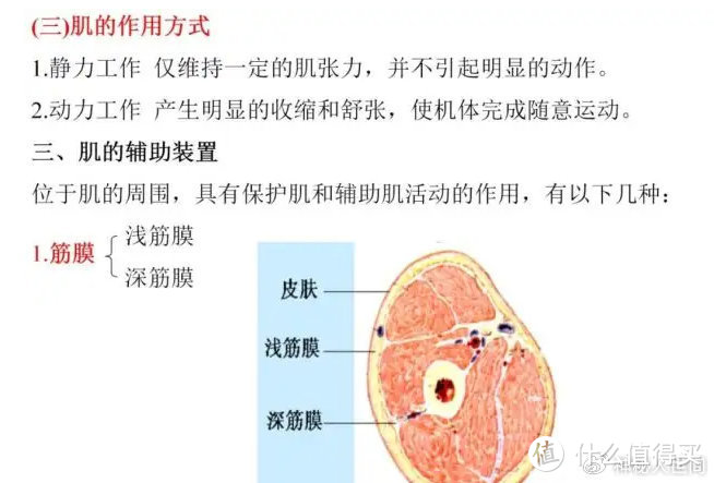 筋膜枪怎么选？五款王牌机型值得入手