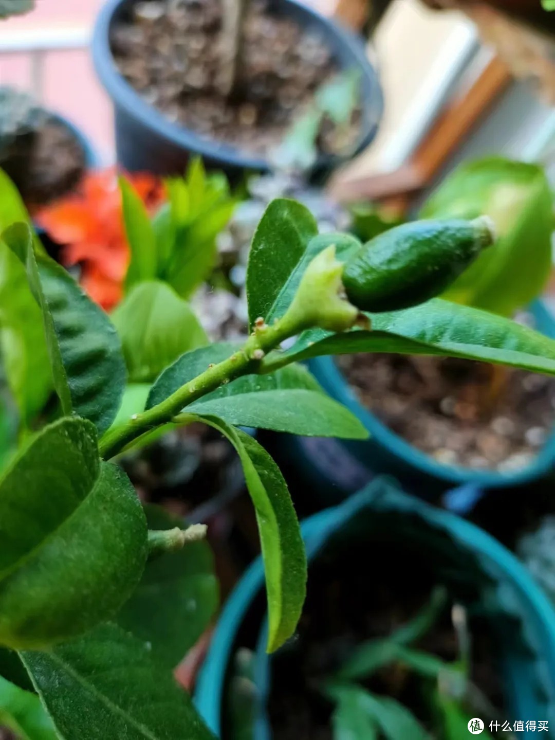 别再追捧“网红植物”了，选适合自己的植物，成就独特美感！