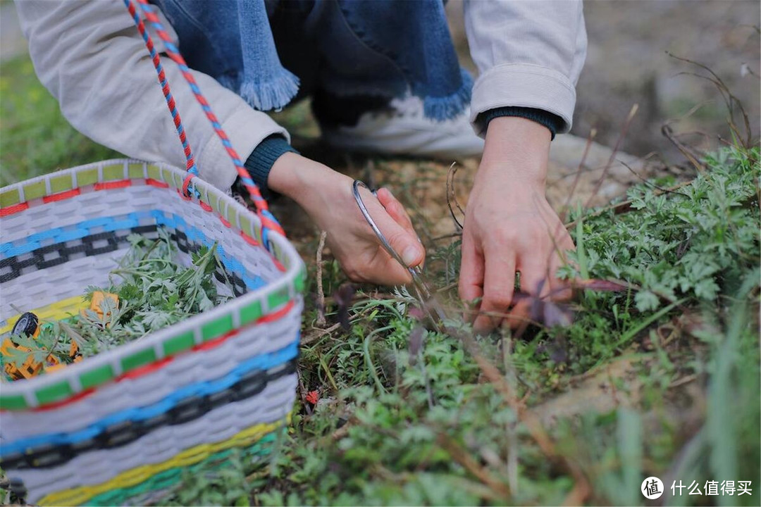 春天挖野菜，带你认识这10种，都是野菜的“精品”，随便做就好吃