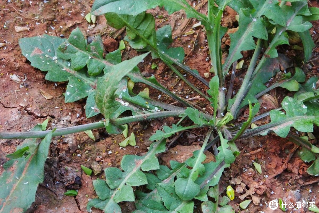 春天挖野菜，带你认识这10种，都是野菜的“精品”，随便做就好吃