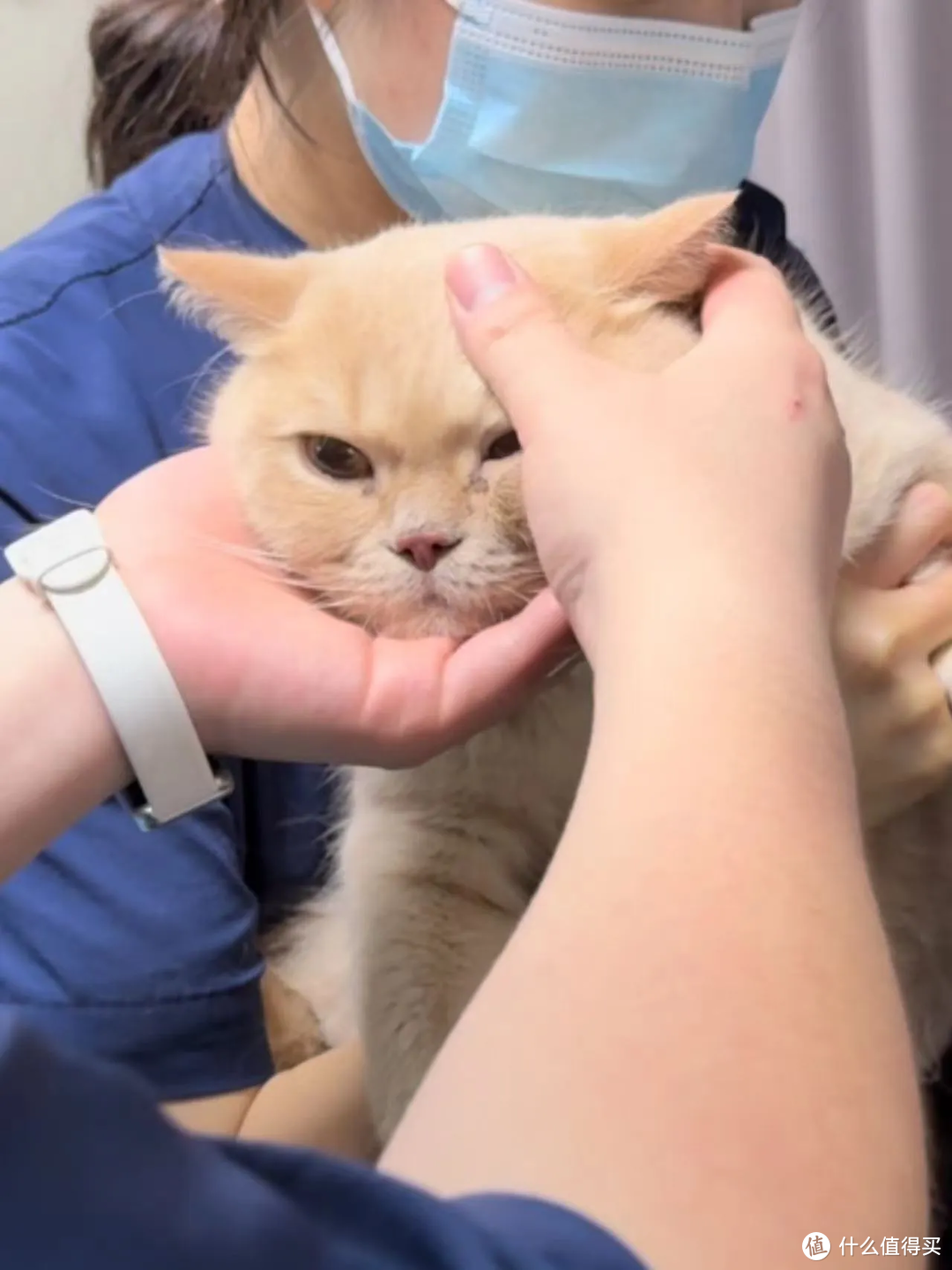 猫咪肥厚型心肌病都有什么表现？还能治好吗？