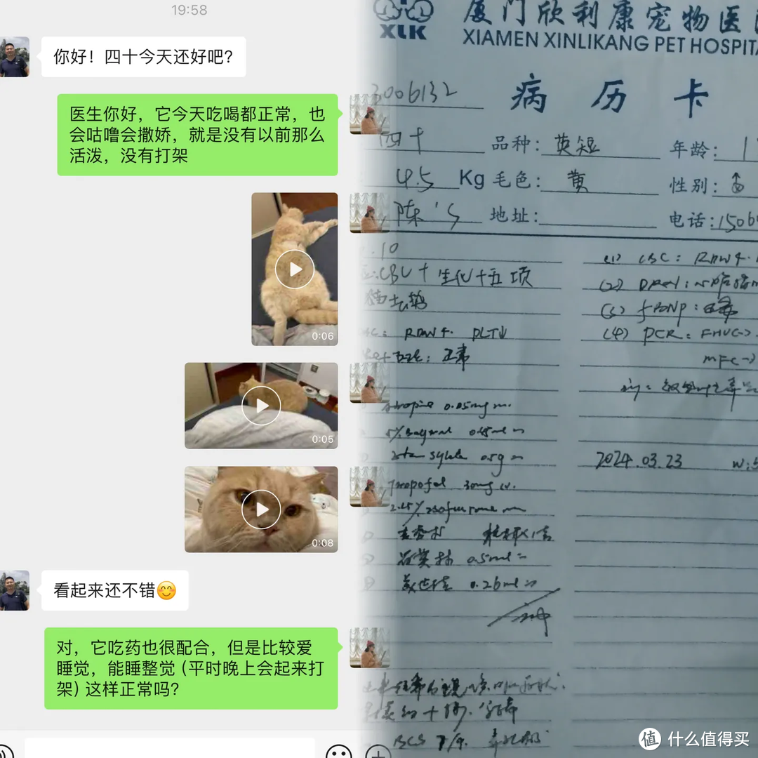 猫咪肥厚型心肌病都有什么表现？还能治好吗？