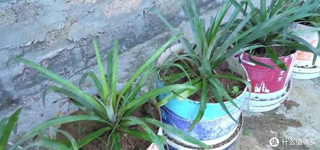 重庆一园艺师，教你用“菠萝头”种菠萝，不花钱，收获20斤，绝了