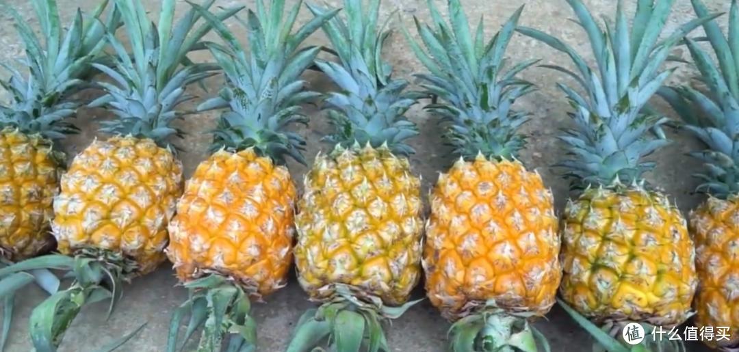 重庆一园艺师，教你用“菠萝头”种菠萝，不花钱，收获20斤，绝了