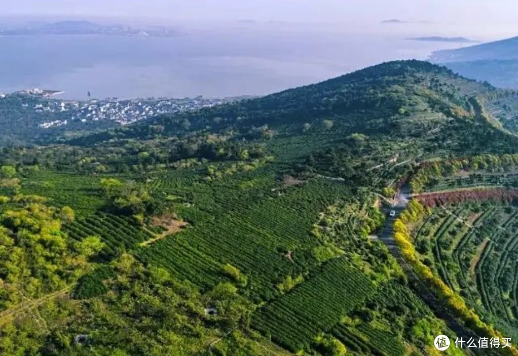 碧螺春：茶香中的岁月与童趣