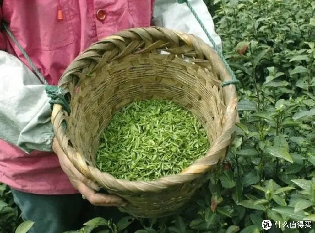 碧螺春：茶香中的岁月与童趣