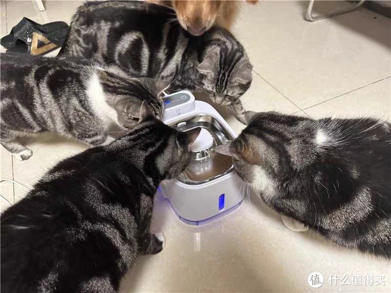 让猫星人爱上喝水