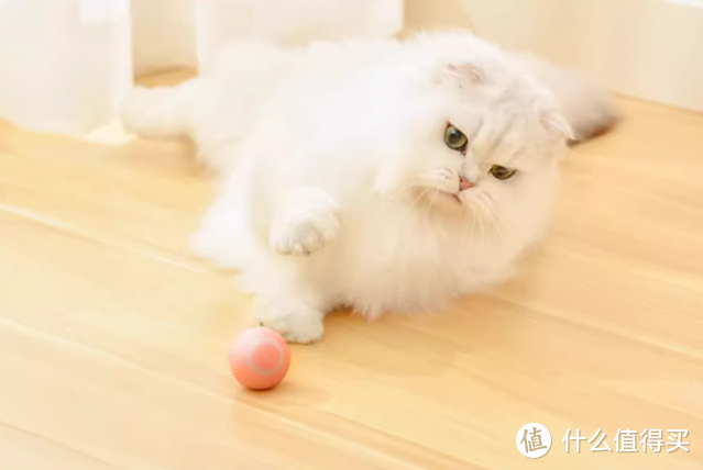 逗猫球，自动的，纯高科技呀！