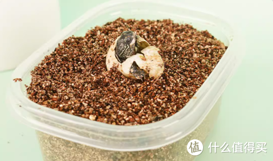 见证生命的诞生，可孵化的乌龟蛋！