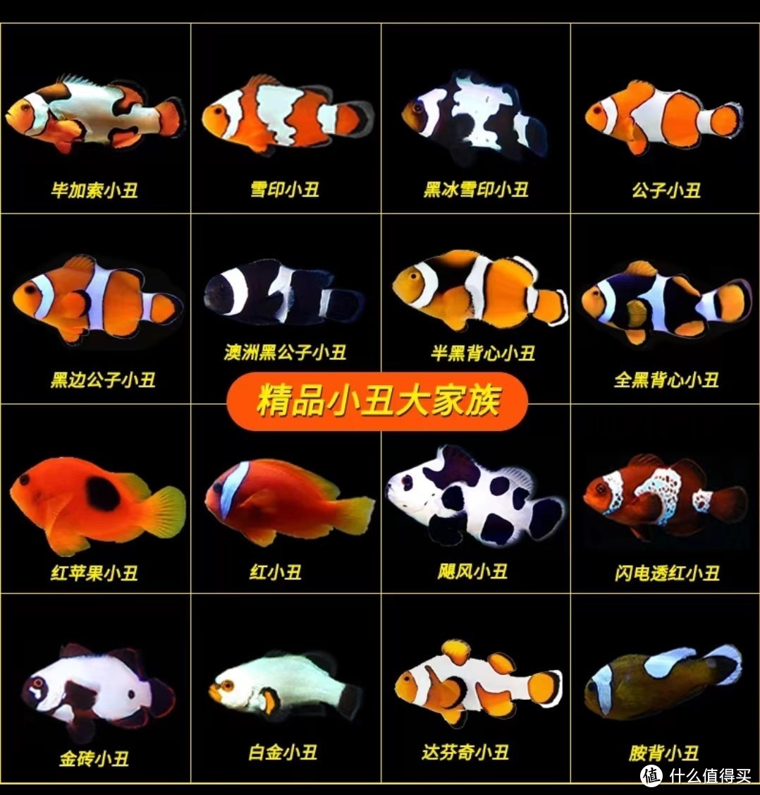 小丑鱼大家庭，品种不同最终个体大小也有差异