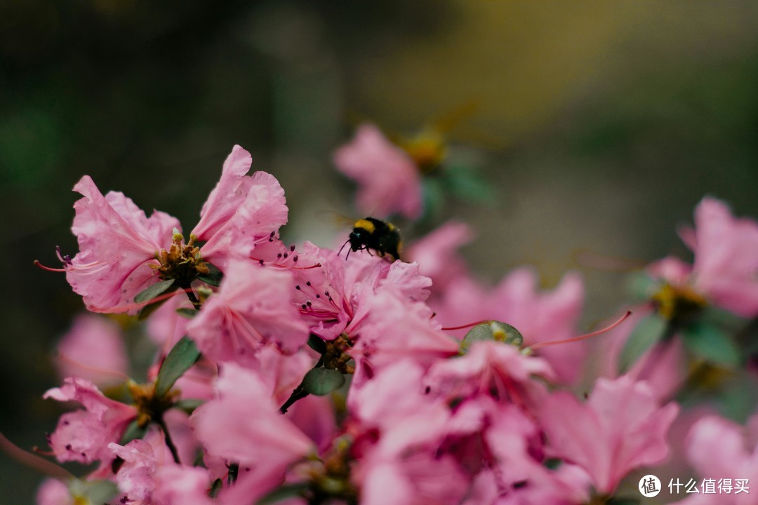 花粉是春季最主要的过敏原之一