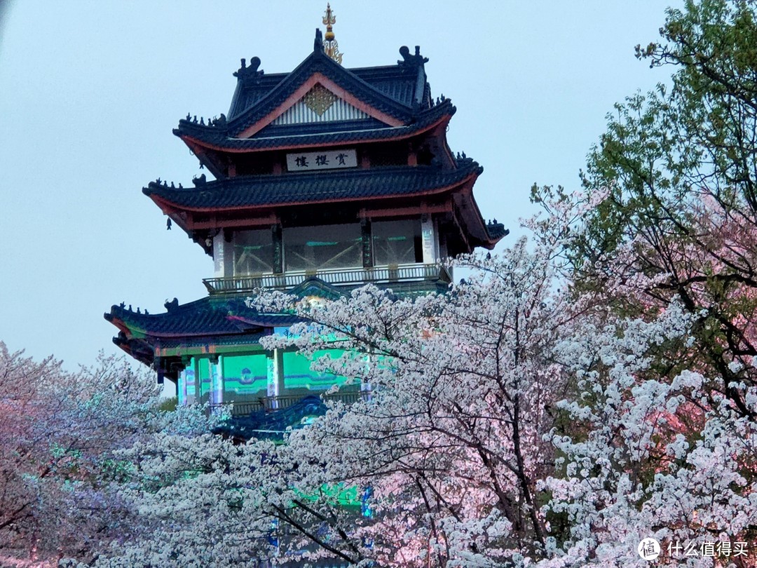 樱花是春天的第一场雨