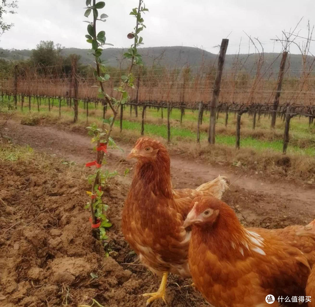 San Polino葡萄园中养殖的鸡 丨 图源网络