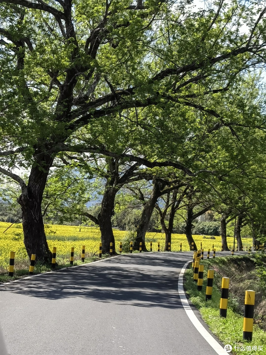 去碧山路上随拍，仿佛进了宫崎骏的春天