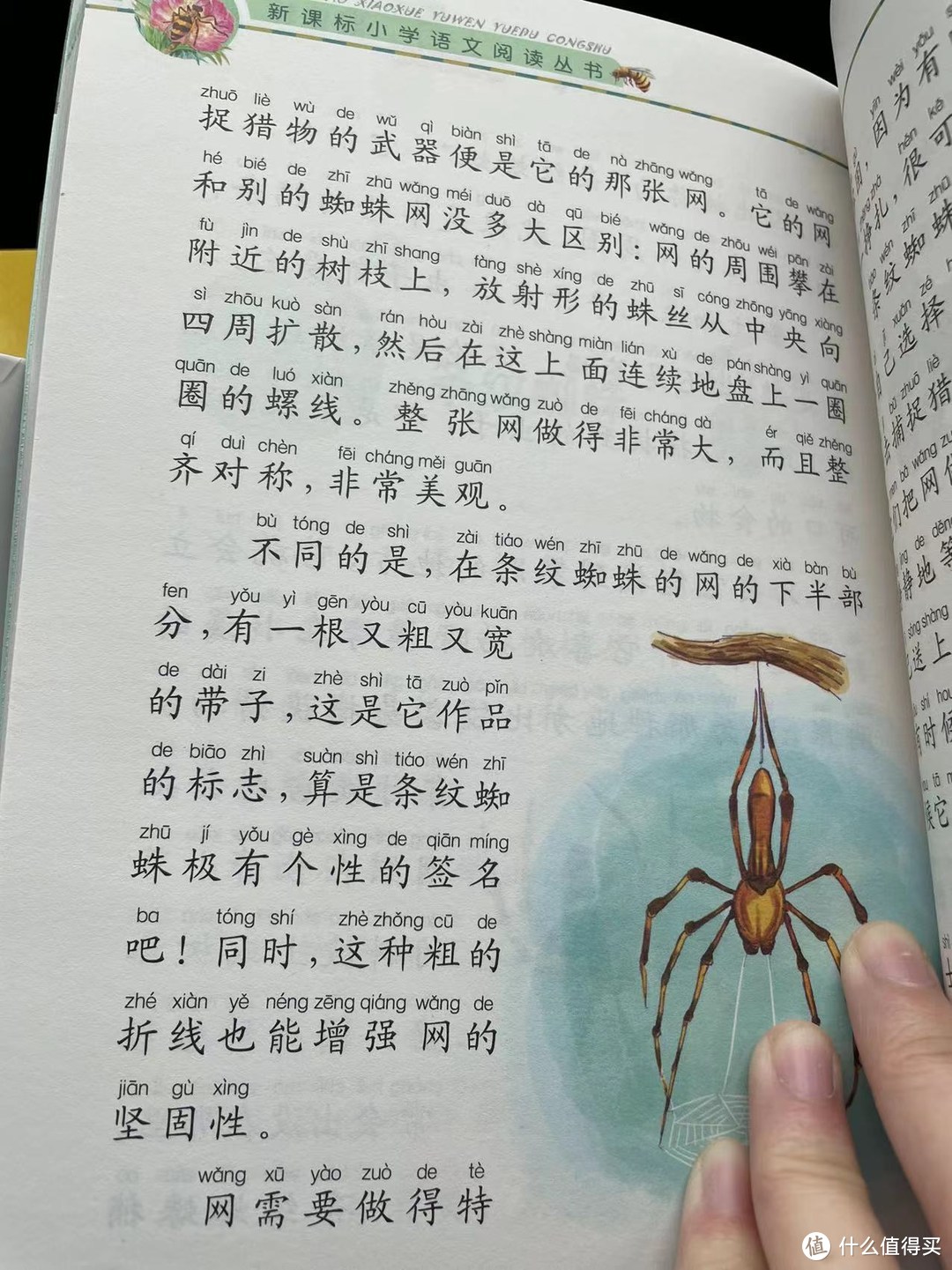 和娃一起读《昆虫记》之条纹蜘蛛
