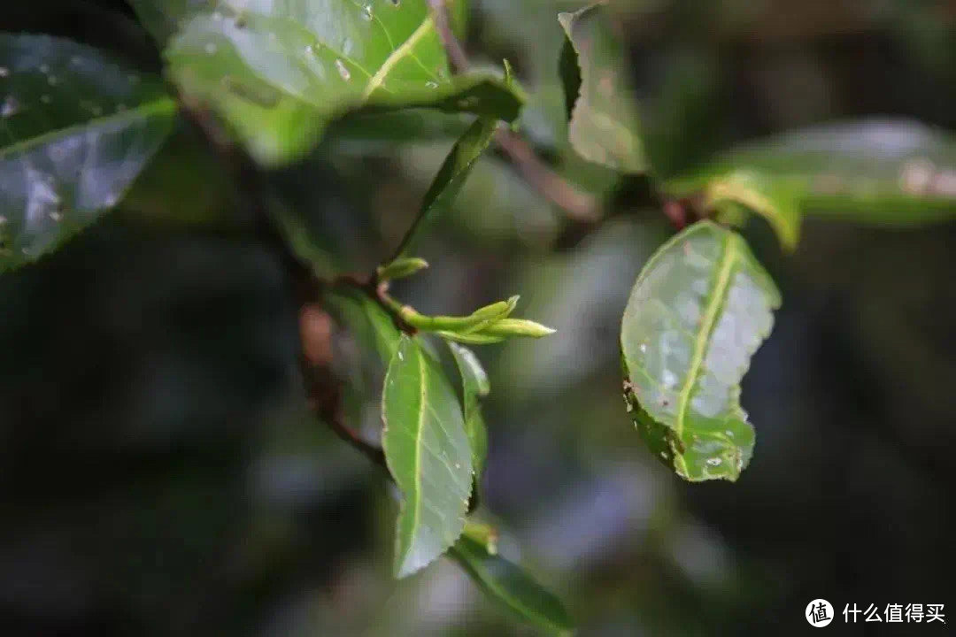 感受春茶，感受大自然的恩赐！