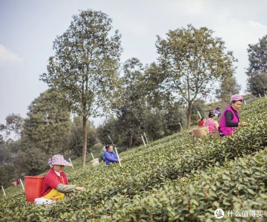 重庆也有自己的茶！永川秀芽，明前好绿茶！