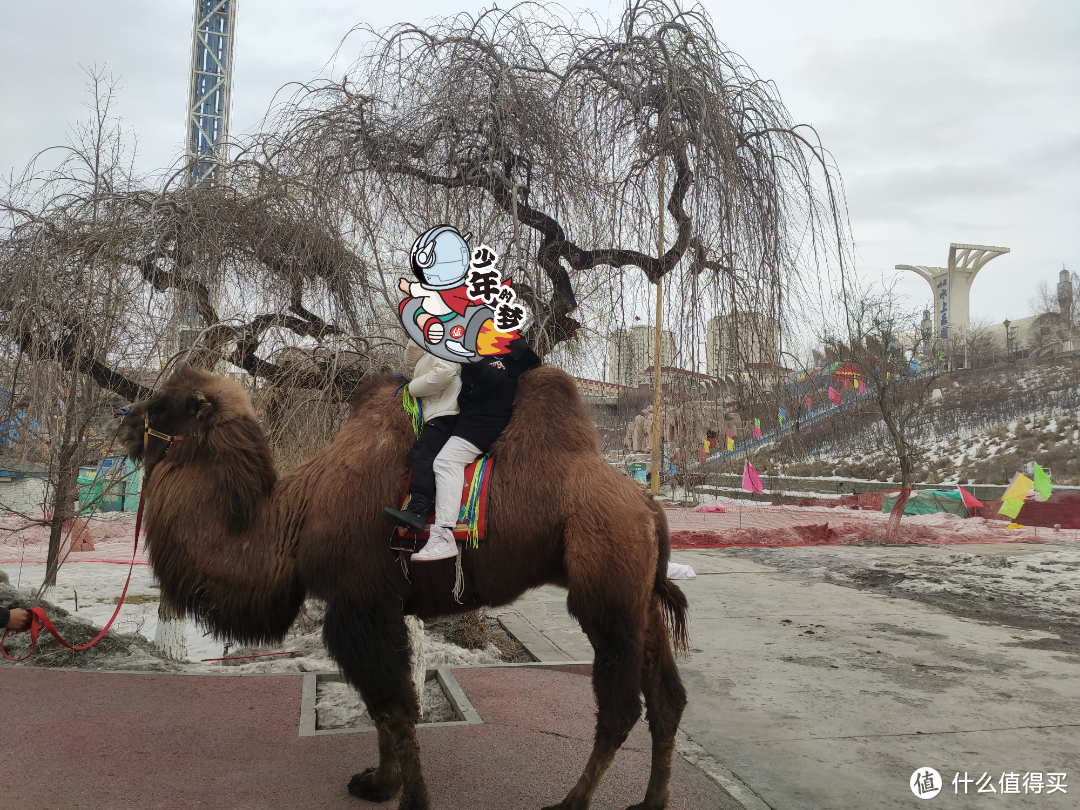 别问，骆驼真的是我们的重要交通工具!