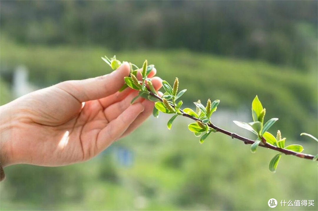 明日清明节，老传统：做3事，吃2样，忌3事，去晦气，平安顺遂