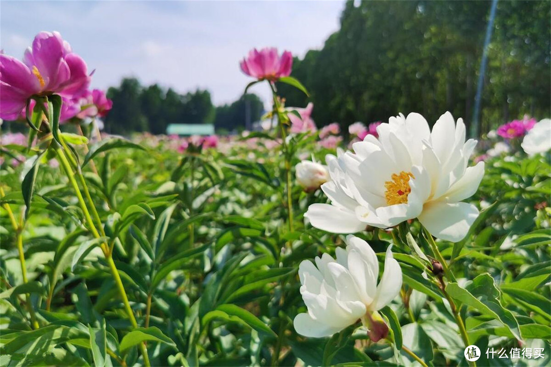 清明时节，别忘了“1花、1芽、1野菜”，鲜嫩可口，错过再等一年