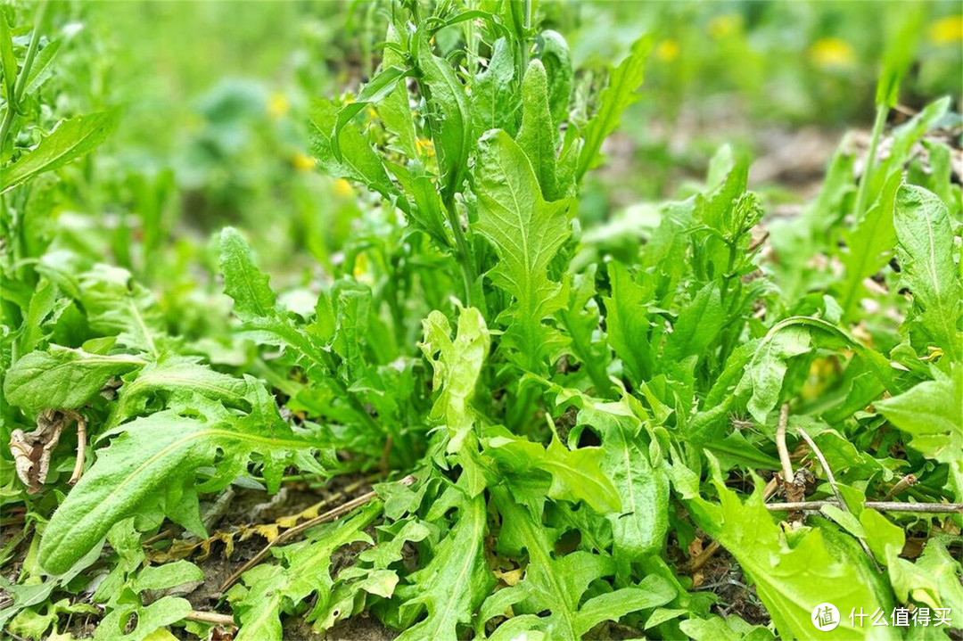 清明时节，别忘了“1花、1芽、1野菜”，鲜嫩可口，错过再等一年