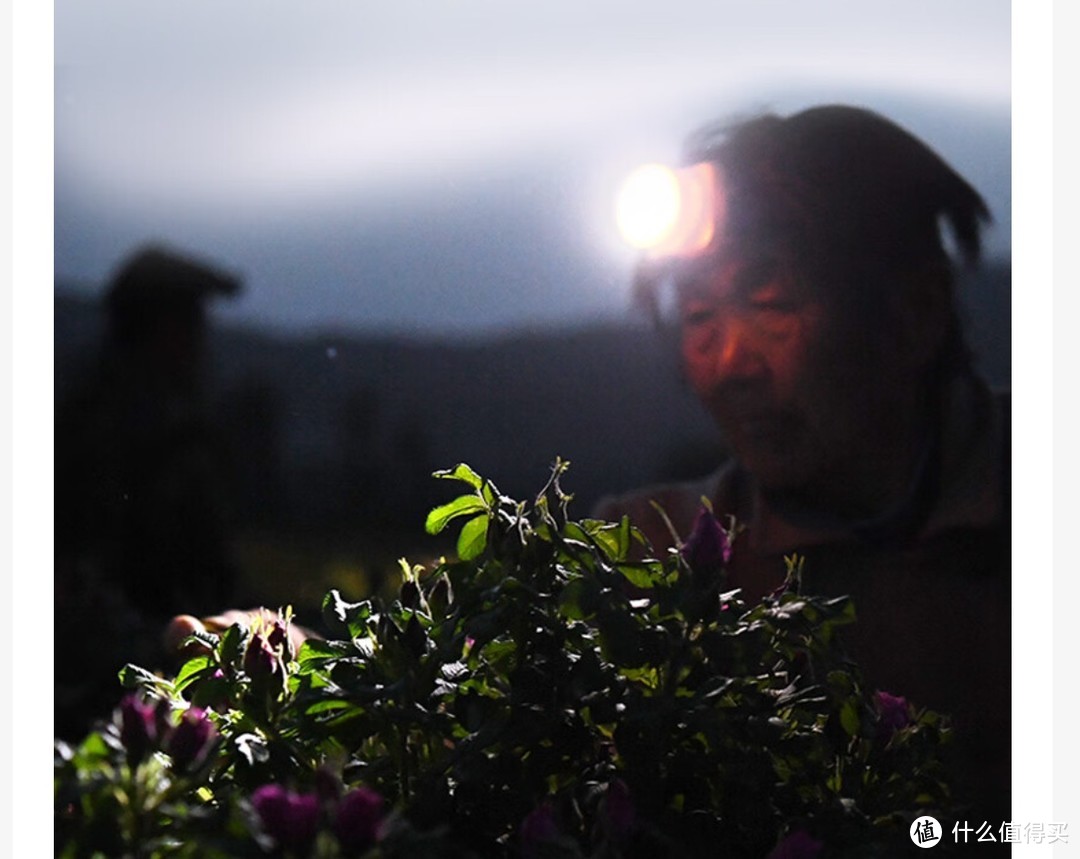 春天里的浪漫邂逅，玫瑰花茶让你心情如花绽放