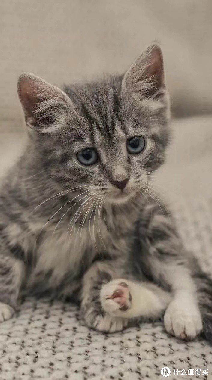 猫咪挑食怎么办？试试这三款猫粮！