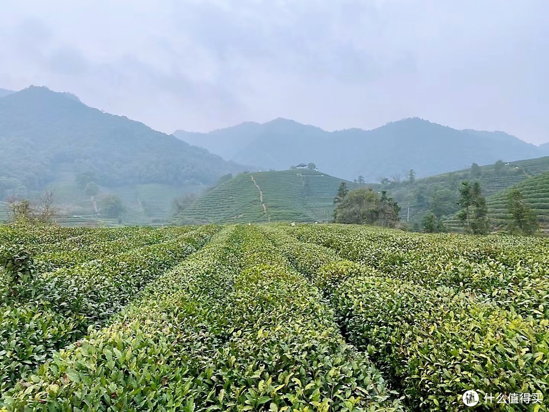 龙井茶园 | 春风有信，茶香有约