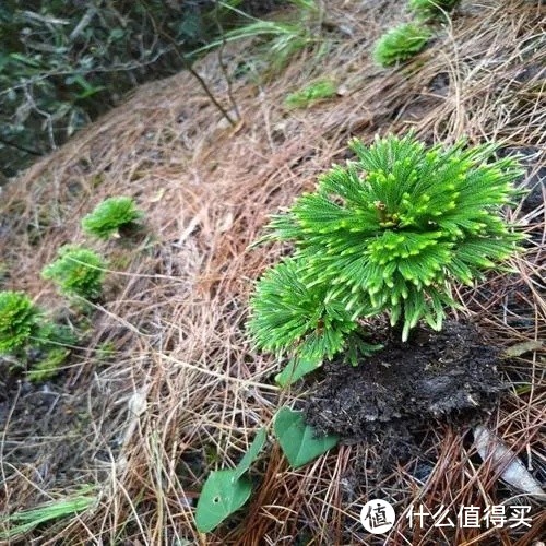 野草变盆景，身价倍增！别忽略了你身边的这种野草